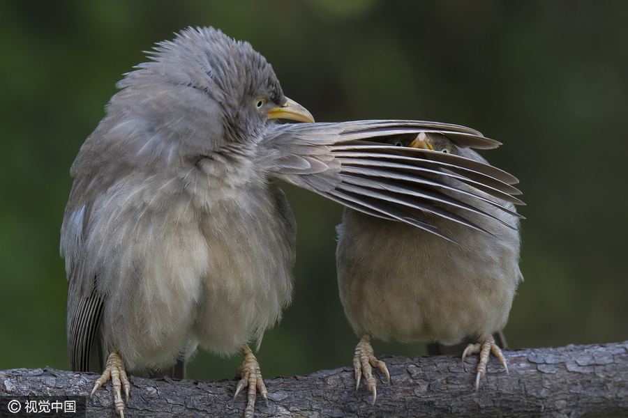 2016 Comedy Wildlife Photography Awards Finalists