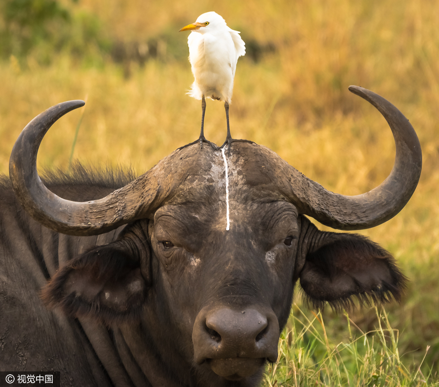 2016 Comedy Wildlife Photography Awards Finalists