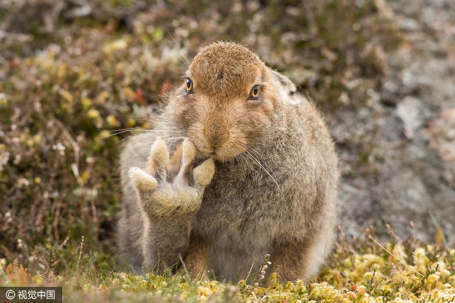 2016 Comedy Wildlife Photography Awards Finalists