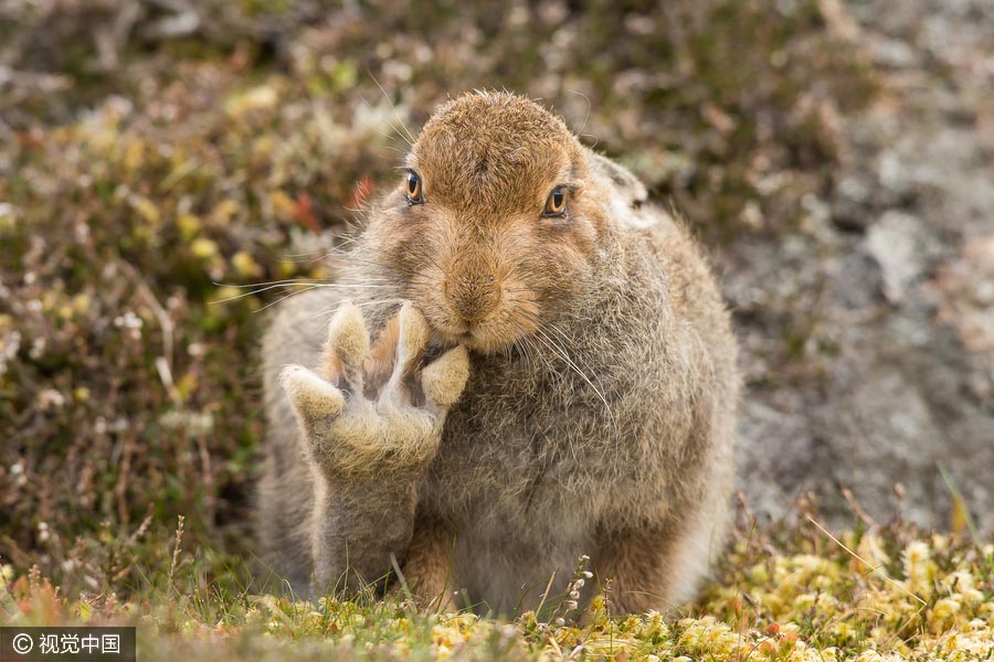 2016 Comedy Wildlife Photography Awards Finalists