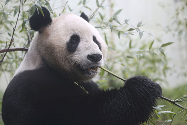A short history of panda fever worldwide