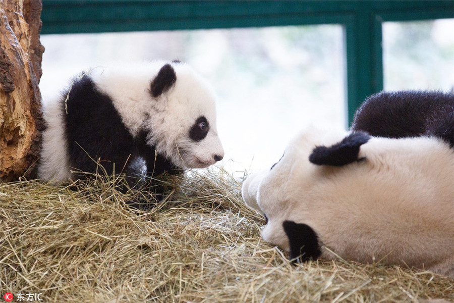 Giant panda twin cubs learning to climb in Vienna