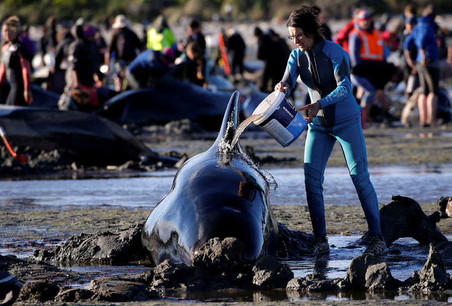 New Zealanders race to save whales after 400 stranded