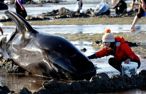 More Than 200 Whales Swim Away After New Zealand Stranding - WSJ