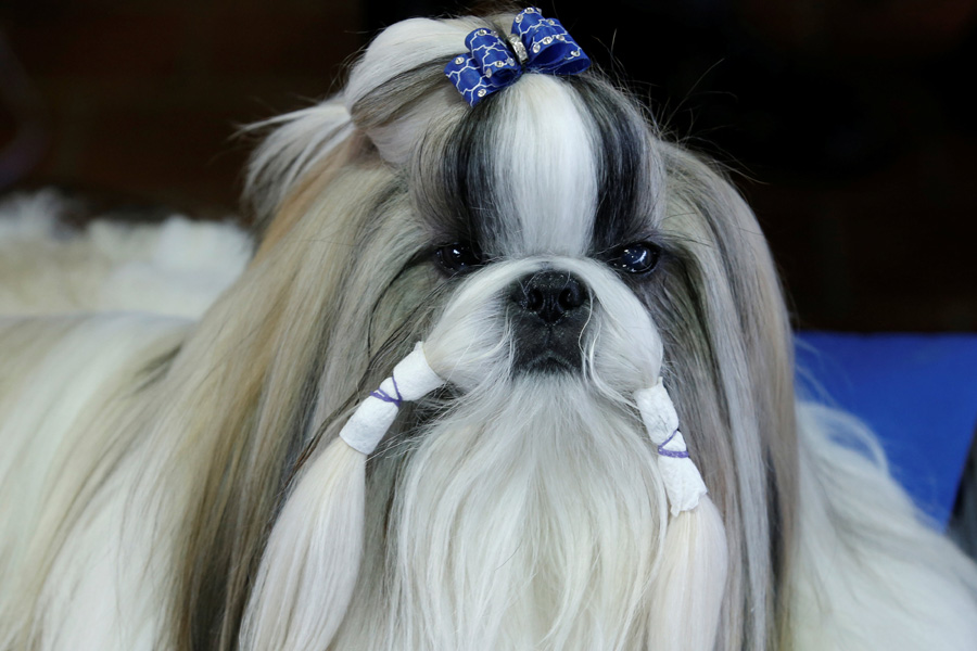 Top dogs vie for blue ribbon at New York show
