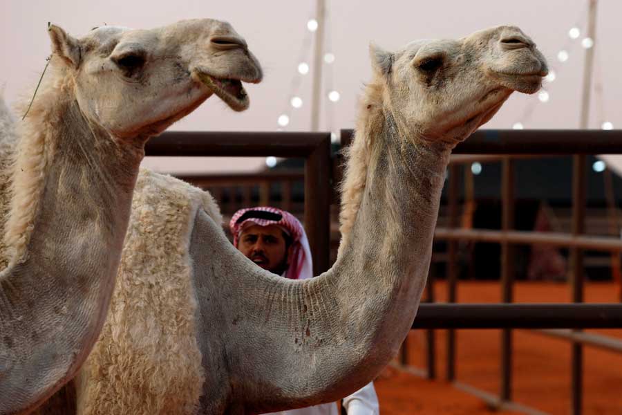 Camel pageant held in Saudi Arabia
