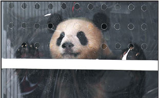 Panda mania hits Berlin as cuddly envoys arrive