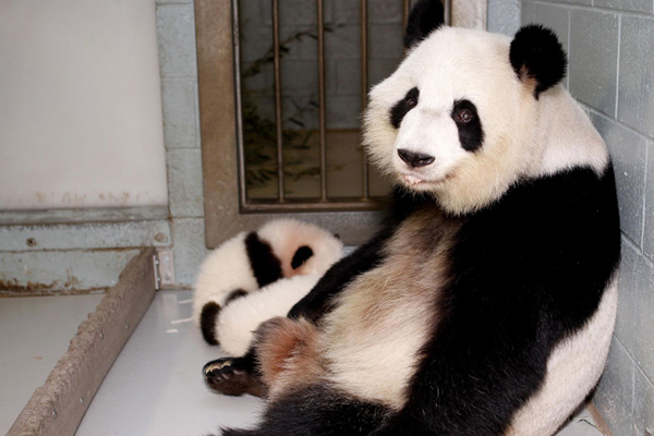 A short history of panda fever worldwide