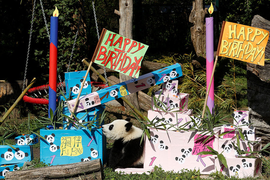 Panda cub poses on its first birthday in Vienna