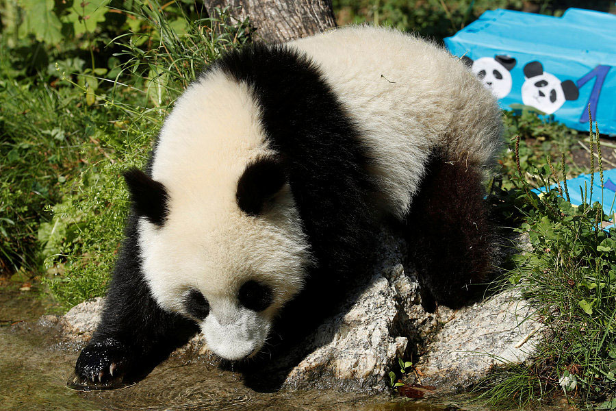 Panda cub poses on its first birthday in Vienna