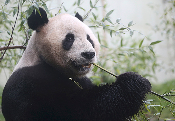 Britain's only female giant panda pregnant