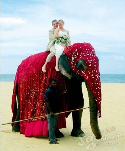 斯里兰卡渡蜜月 享受象背上的二人时光