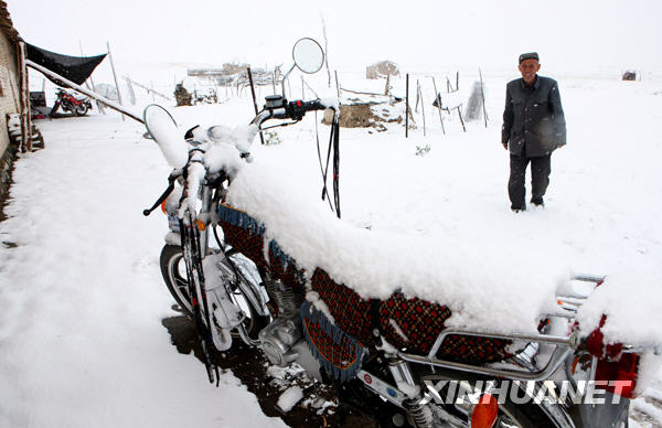 六月飞雪润草原[组图]