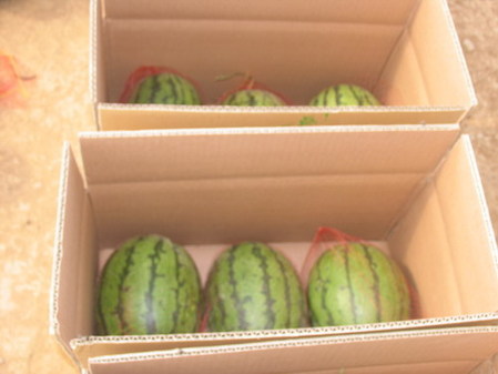 “一村一品”标准化 西瓜甜了 农民乐了