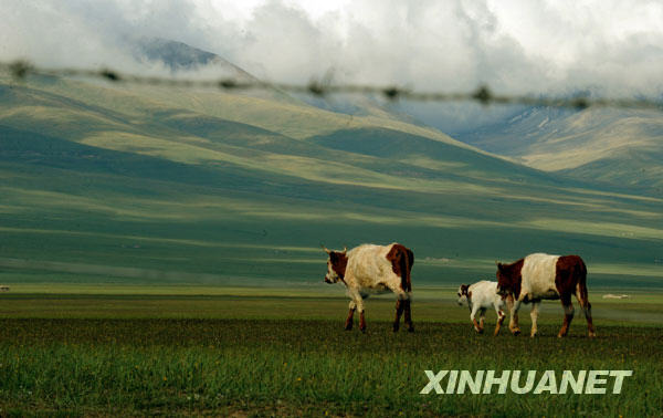 让巴音布鲁克草原更美丽[组图]