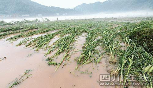 四川达州遭遇特大暴雨铁索桥被洪水冲毁[组图]