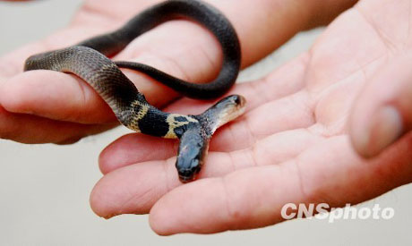 中国发现首条双头眼镜蛇[组图]