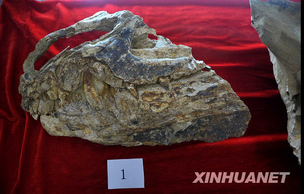 世界迄今为止最早的霸王龙化石在辽宁出土[组图]