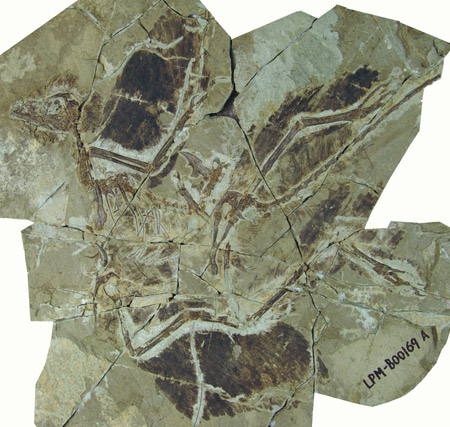 辽西羽毛恐龙化石照片图片