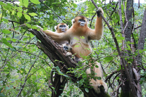 神农架金丝猴保护研究取得国内领先