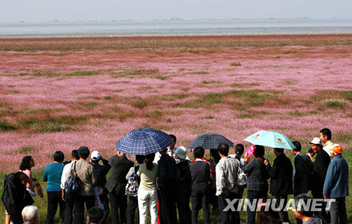 鄱阳湖湿地景色迷人