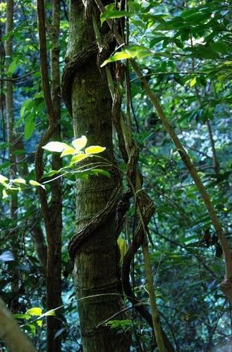 云南高黎贡山发现一片新的热带雨林