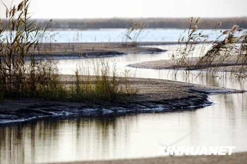 黄河三角洲湿地生态恢复
