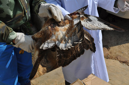 国家二级保护动物——受伤燕隼断翅保命