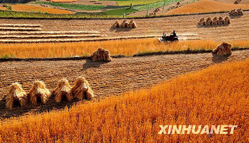 粮食生产“八级跳”