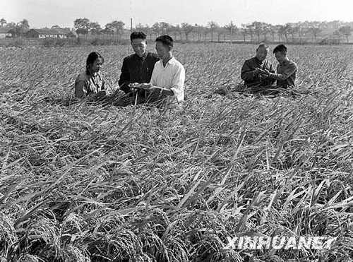 1973年：攻克杂交水稻难关