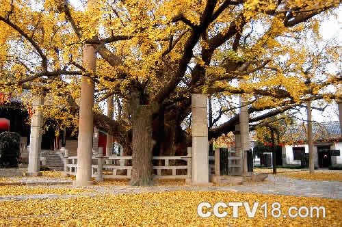 度假避暑胜地 六盘水盘县古银杏风景名胜区