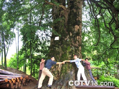 度假避暑胜地 六盘水盘县古银杏风景名胜区